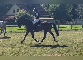 Deutsches Sportpferd, Wallach, 5 Jahre, 170 cm, Dunkelbrauner