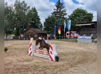 Deutsches Sportpferd, Wallach, 5 Jahre, 170 cm, Dunkelbrauner