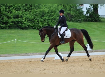 Deutsches Sportpferd, Wallach, 5 Jahre, 170 cm, Dunkelbrauner