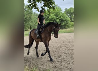 Deutsches Sportpferd, Wallach, 5 Jahre, 170 cm, Dunkelbrauner