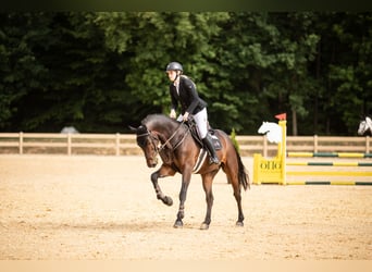 Deutsches Sportpferd, Wallach, 5 Jahre, 170 cm, Dunkelbrauner