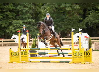 Deutsches Sportpferd, Wallach, 5 Jahre, 170 cm, Dunkelbrauner