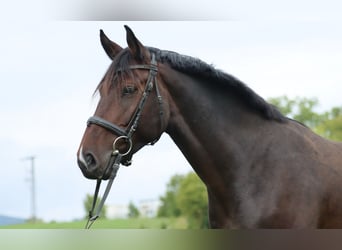 Deutsches Sportpferd, Wallach, 5 Jahre, 170 cm, Dunkelbrauner