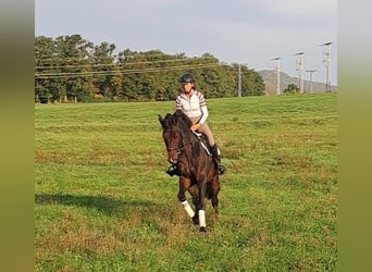 Deutsches Sportpferd, Wallach, 5 Jahre, 170 cm, Dunkelbrauner