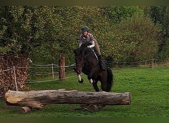 Deutsches Sportpferd, Wallach, 5 Jahre, 170 cm, Dunkelbrauner