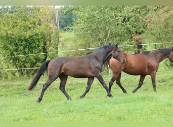 Deutsches Sportpferd, Wallach, 5 Jahre, 170 cm, Dunkelbrauner