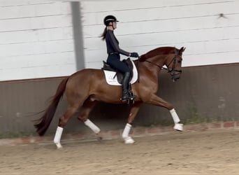 Deutsches Sportpferd, Wallach, 5 Jahre, 170 cm, Dunkelfuchs