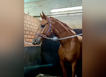 Deutsches Sportpferd, Wallach, 5 Jahre, 170 cm, Dunkelfuchs