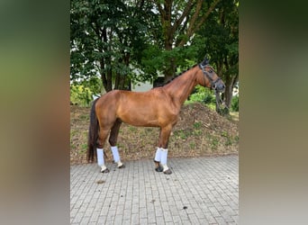 Deutsches Sportpferd, Wallach, 5 Jahre, 170 cm, Dunkelfuchs