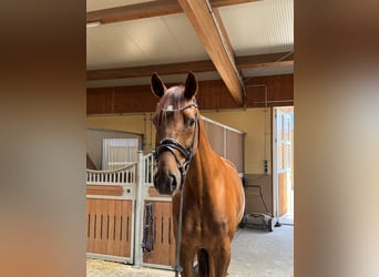 Deutsches Sportpferd, Wallach, 5 Jahre, 170 cm, Fuchs