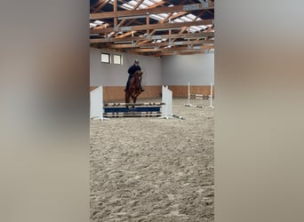 Deutsches Sportpferd, Wallach, 5 Jahre, 170 cm, Fuchs