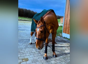 Deutsches Sportpferd, Wallach, 5 Jahre, 170 cm, Fuchs