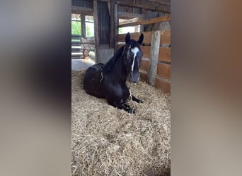 Deutsches Sportpferd, Wallach, 5 Jahre, 170 cm, Rappe