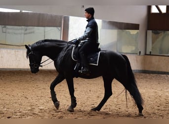 Deutsches Sportpferd, Wallach, 5 Jahre, 170 cm, Rappe