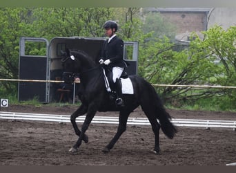 Deutsches Sportpferd, Wallach, 5 Jahre, 170 cm, Rappe