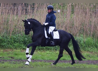 Deutsches Sportpferd, Wallach, 5 Jahre, 170 cm, Rappe