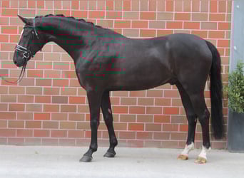 Deutsches Sportpferd, Wallach, 5 Jahre, 170 cm, Rappe