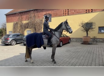 Deutsches Sportpferd, Wallach, 5 Jahre, 170 cm, Schimmel