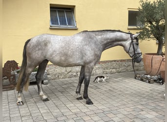 Deutsches Sportpferd, Wallach, 5 Jahre, 170 cm, Schimmel
