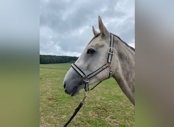 Deutsches Sportpferd, Wallach, 5 Jahre, 170 cm, Schimmel