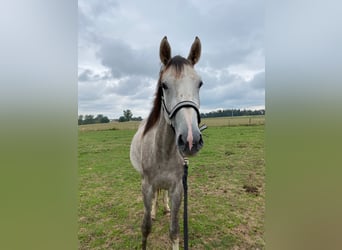 Deutsches Sportpferd, Wallach, 5 Jahre, 170 cm, Schimmel