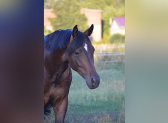 Deutsches Sportpferd, Wallach, 5 Jahre, 171 cm, Brauner