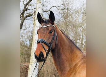 Deutsches Sportpferd, Wallach, 5 Jahre, 171 cm, Brauner