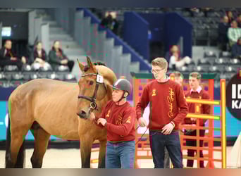 Deutsches Sportpferd, Wallach, 5 Jahre, 171 cm, Brauner