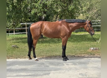 Deutsches Sportpferd, Wallach, 5 Jahre, 171 cm, Dunkelbrauner