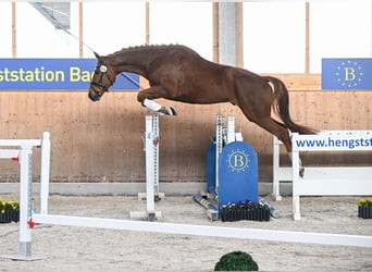 Deutsches Sportpferd, Wallach, 5 Jahre, 171 cm, Dunkelfuchs