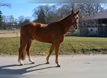 Deutsches Sportpferd, Wallach, 5 Jahre, 171 cm, Dunkelfuchs