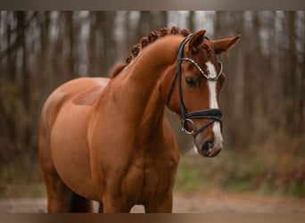 Deutsches Sportpferd, Wallach, 5 Jahre, 171 cm, Fuchs