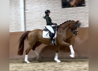 Deutsches Sportpferd, Wallach, 5 Jahre, 171 cm, Fuchs