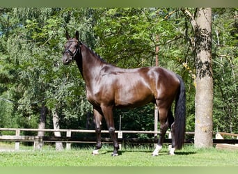 Deutsches Sportpferd, Wallach, 5 Jahre, 171 cm, Rappe