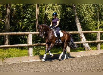 Deutsches Sportpferd, Wallach, 5 Jahre, 171 cm, Rappe