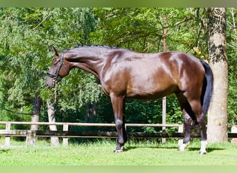 Deutsches Sportpferd, Wallach, 5 Jahre, 171 cm, Rappe