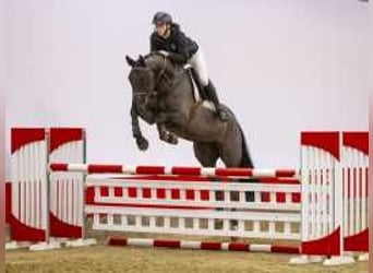 Deutsches Sportpferd, Wallach, 5 Jahre, 171 cm, Rappe