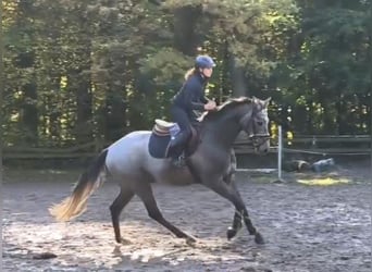 Deutsches Sportpferd, Wallach, 5 Jahre, 171 cm, Rappschimmel