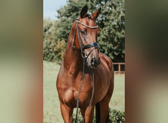 Deutsches Sportpferd, Wallach, 5 Jahre, 172 cm, Brauner