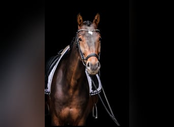 Deutsches Sportpferd, Wallach, 5 Jahre, 172 cm, Brauner