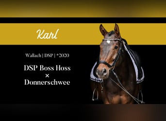 Deutsches Sportpferd, Wallach, 5 Jahre, 172 cm, Brauner