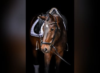 Deutsches Sportpferd, Wallach, 5 Jahre, 172 cm, Brauner