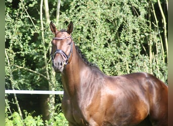 Deutsches Sportpferd, Wallach, 5 Jahre, 172 cm, Brauner
