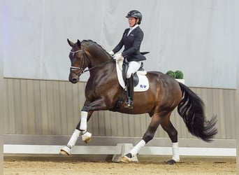 Deutsches Sportpferd, Wallach, 5 Jahre, 172 cm, Dunkelbrauner