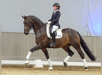 Deutsches Sportpferd, Wallach, 5 Jahre, 172 cm, Dunkelbrauner