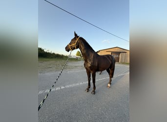 Deutsches Sportpferd, Wallach, 5 Jahre, 172 cm, Dunkelbrauner