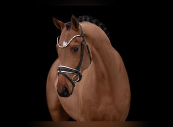 Deutsches Sportpferd, Wallach, 5 Jahre, 172 cm, Hellbrauner