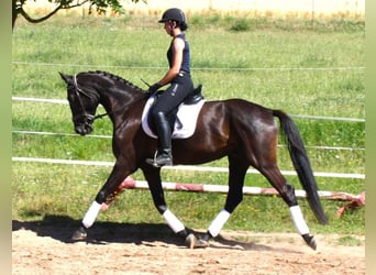 Deutsches Sportpferd, Wallach, 5 Jahre, 172 cm, Rappe