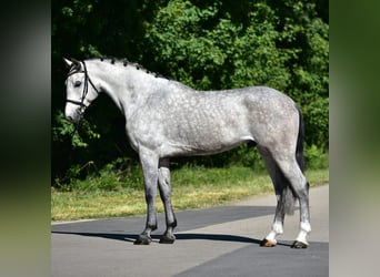 Deutsches Sportpferd, Wallach, 5 Jahre, 172 cm, Schimmel