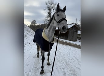 Deutsches Sportpferd, Wallach, 5 Jahre, 172 cm